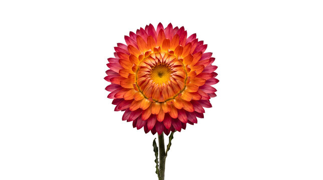 Single Strawflower Bloom Isolated on White Background Transparent PNG Everlasting Floral Blossom