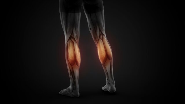 Anatomy visualization of human lower leg calf muscles with highlighted gastrocnemius highlighting muscle pain