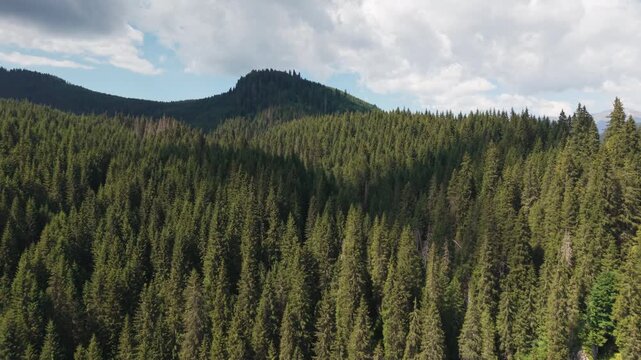 Aerial View of Dense Zanoaga Mountain Forest