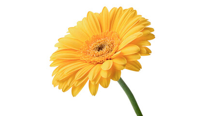 Single bright yellow gerbera daisy flower blooming on a green stem cheerful decoration isolated on transparent background cut out © Ivan