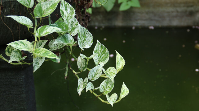 Marble Queen Pothos (Epipremnum aureum 'Marble Queen') with water pond background