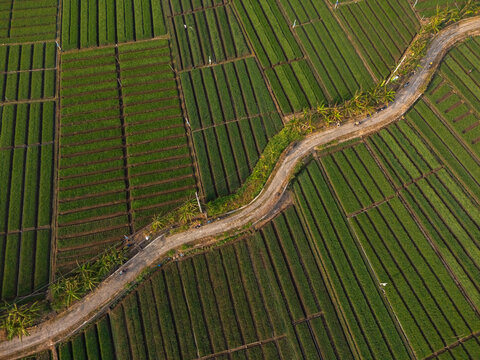 Aerial view of lush green agricultural fields divided by a winding dirt road lined with palm trees in Bantul, Special Region of Yogyakarta, Indonesia.