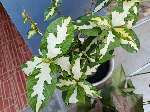pA top-down view captures a healthy Graptophyllum pictum (Caricature Plant) cultivar featuring stunning variegated foliage. The vibrant, oval-shaped leaves display a prominent creamy-white center that