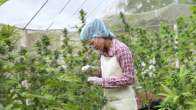 Cannabis farmer carefully inspecting marijuana flowers inside an indoor greenhouse. Medical cannabis production, hemp cultivation, quality control, organic farming, agricultural research.