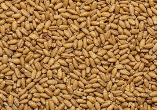 A uniform scattering of raw cereal grains creating a textured background with ample negative space for design elements, wallpaper, crop, blank