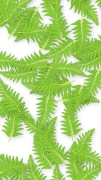Falling Green Fern Leaves Animation on White Background
