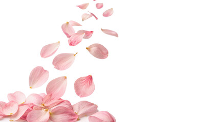 Beautiful delicate pink rose flower petals falling floating softly romance wedding greeting background isolated on transparent background cut out © 1png-stock