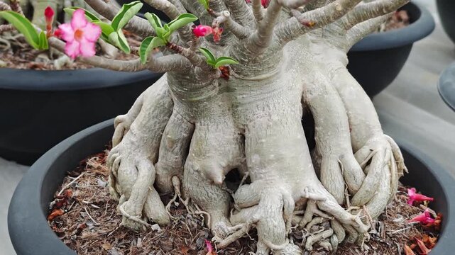 Adenium tree or desert rose in flower pot
