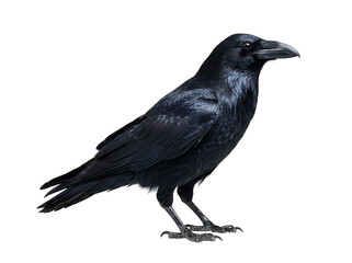 Naklejka premium Common raven perched, detailed plumage isolated on transparent background