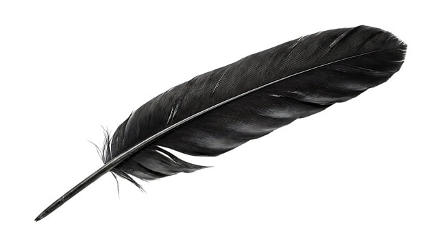 Black feather isolated on transparent background