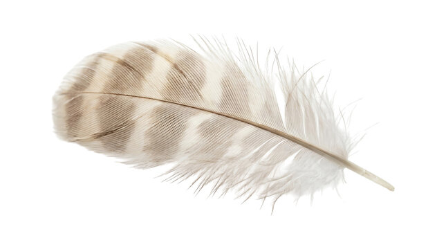 Pale feather detailed texture isolated on transparent background
