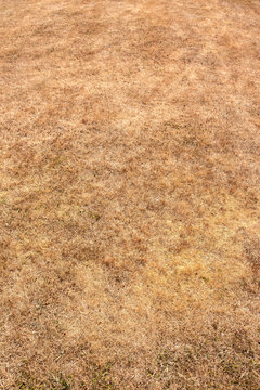 Dry brown grass lawn parched in drought conditions during heatwave. Global warming climate change concept.
