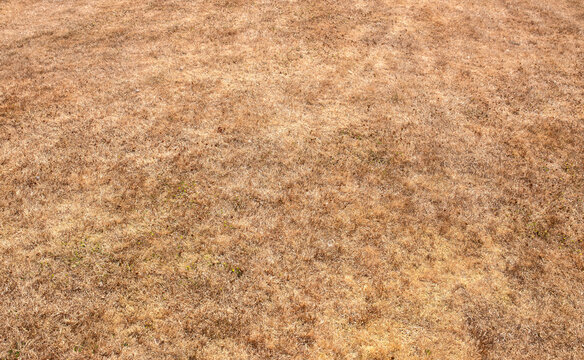 Dry brown grass lawn parched in drought conditions during heatwave. Global warming climate change concept.