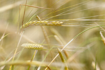 Obraz premium Golden wheat stalks sway gently in a sunlit field