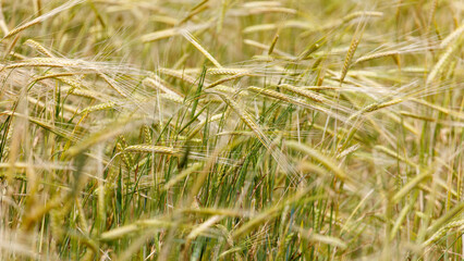 Obraz premium Golden wheat stalks sway gently in a field