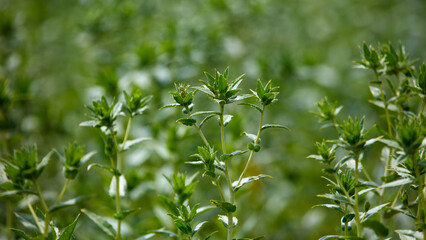 Naklejka premium Safflower. A young plant with serrated leaves and emerging green inflorescences. The stem is thin, erect, with fresh green foliage