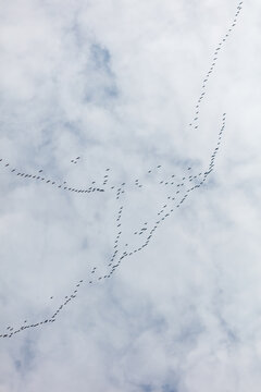 Vast flock of birds soars above cloudy sky