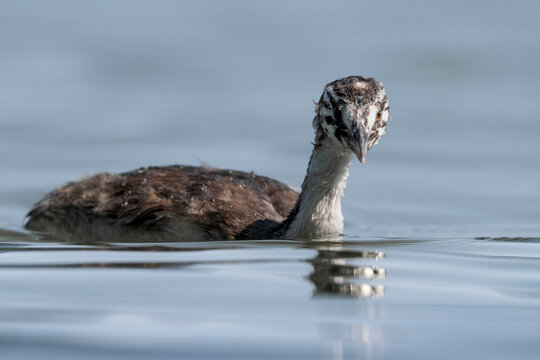 Portrait of a juvenile great crested grebe (Podiceps cristatus) swimming on a lake.