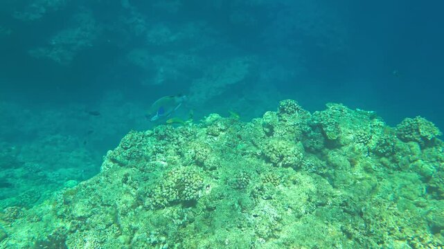Slow motion underwater background video of gliding over natural coral reef structure in shallow blue ocean water with fine details. (4K)