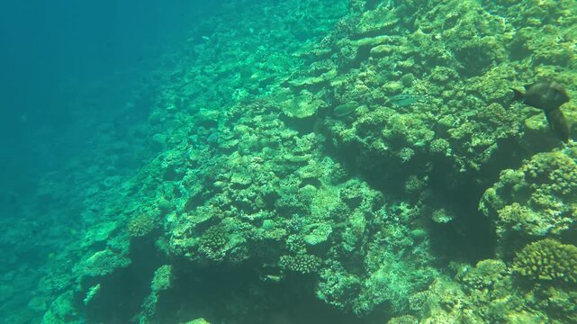 Slow motion underwater background video of gliding over natural coral reef structure in shallow blue ocean water with fine details. (4K)