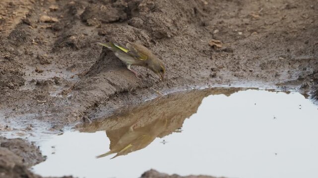 A European greenfinch (Chloris chloris) followed by a corn bunting (Emberiza calandra) drinking from a riverbank