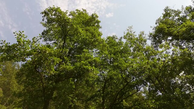 Deciduous tree forest, leaf and branch, bottom up view, lush green foliage, walking through woodland in summer, blue sky