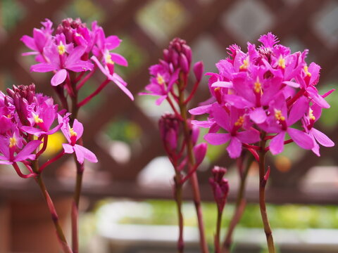 エピデンドラムの花の生態写真