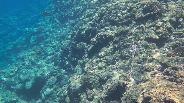 Smooth underwater camera movement over a tropical coral reef in slow motion, relaxing deep sea environment with crystal clear blue water, 4K footage.