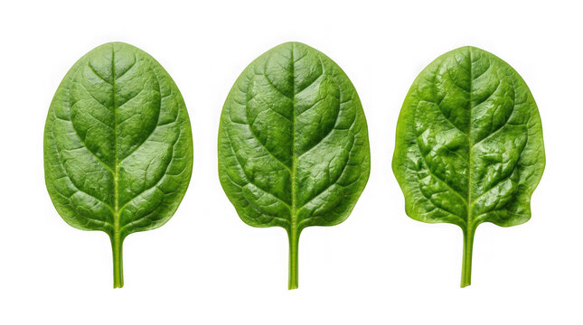 Three fresh green spinach leaves isolated on transparent background