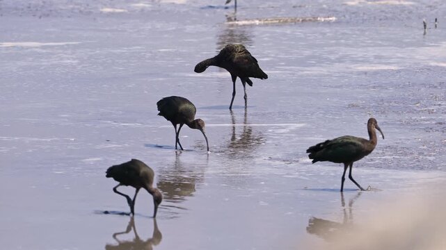 Ibis wandering the shallows of Utah Lake in slow motion.