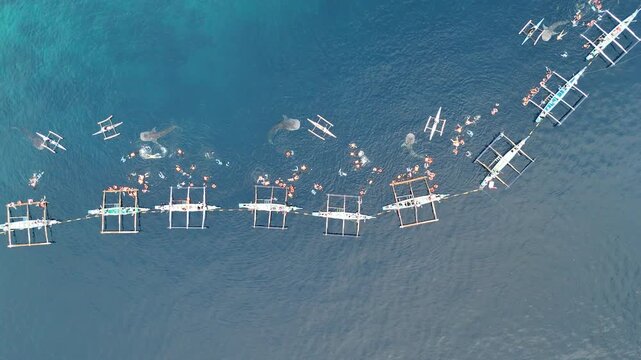 Aerial View of Whale Shark Watching in Oslob, Philippines