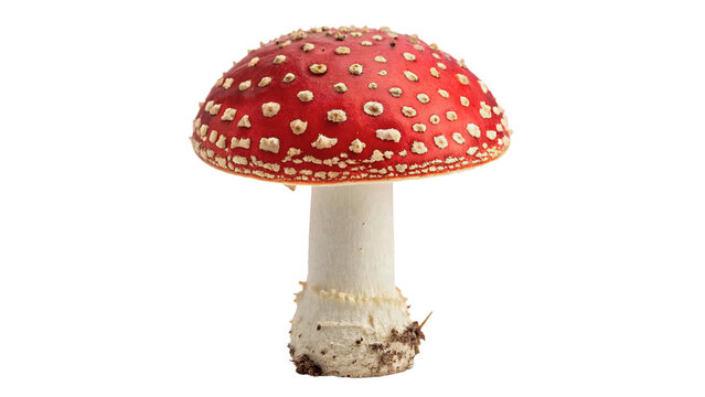 Poisonous red fly agaric mushroom with white spots amanita muscaria forest autumn nature isolated on transparent background