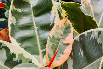 Close up of variegated rubber plant leaves © reddish