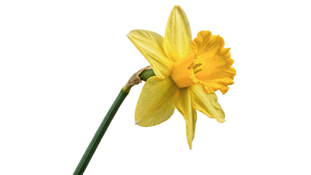 Single yellow daffodil narcissus flower blooming elegantly on a green stem spring flora garden isolated on transparent background