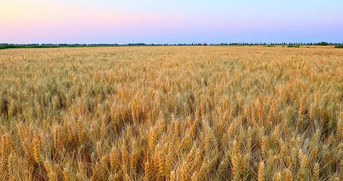 Golden wheat field under a colorful sunset sky during harvest season