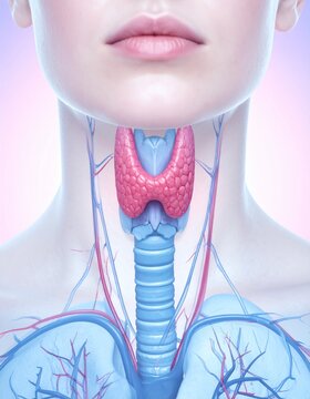 Thyroid gland anatomy is highlighted in a detailed medical illustration showing the endocrine system within a human neck.