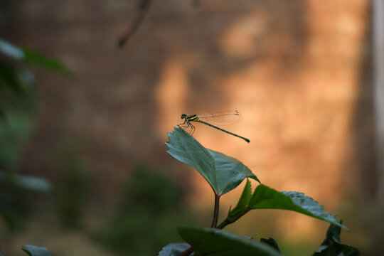 dragonfly on a flower captures on canon r8 during golden hour