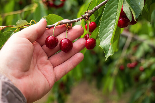 Cherry picking fruit orchard