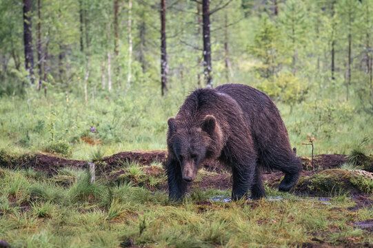 A large brown bear walks in a marshy forest