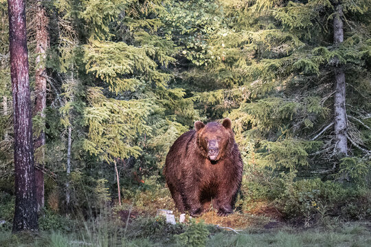 Large brown bear standing in a sunlit forest