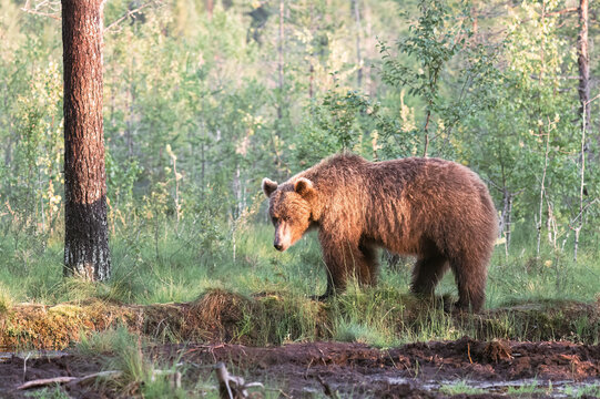 Brown bear walking through a sunlit forest