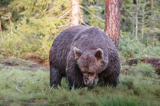 A large brown bear foraging in a lush forest clearing