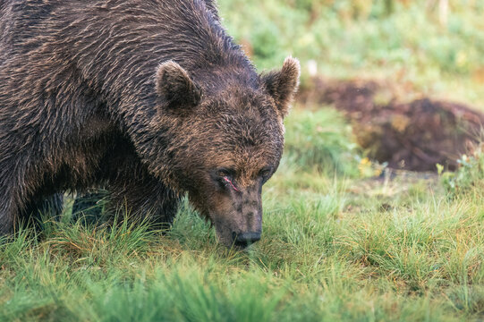 Injured brown bear foraging for food in a meadow