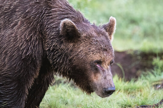 Injured brown bear with a scar on its face