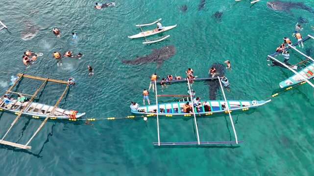 Aerial View of Whale Shark Watching in Oslob, Philippines