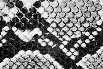 Naklejka premium Black and white snake skin texture detail