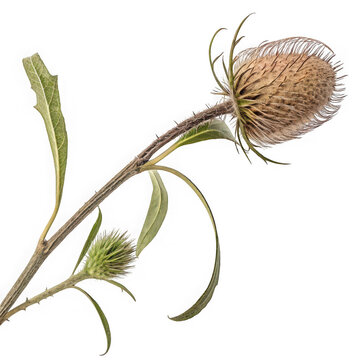 Dried thistle plant with seed head on a green stem