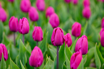 Fototapeta premium Field of purple tulips with green leaves