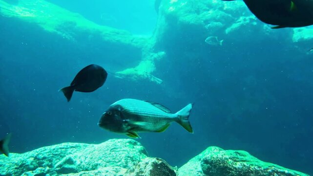 Various fish swimming in clear blue water over rocky sea bottom