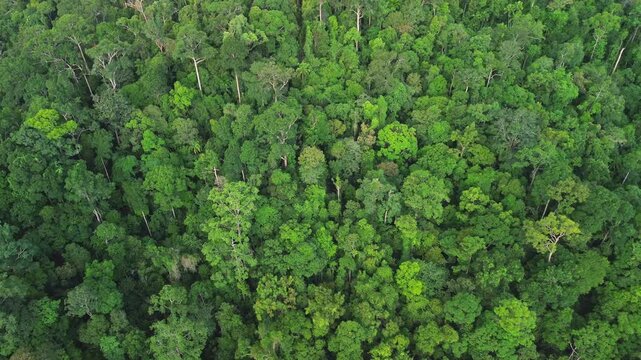Drone pull away from the rainforest canopy revealing the vast primary rainforest of Al-Sultan Abdullah Royal Tiger Reserve near Taman Negara, Pahang, Malaysia, May 2026.